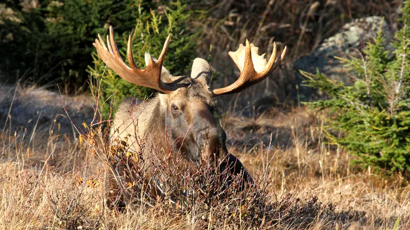 moose tick