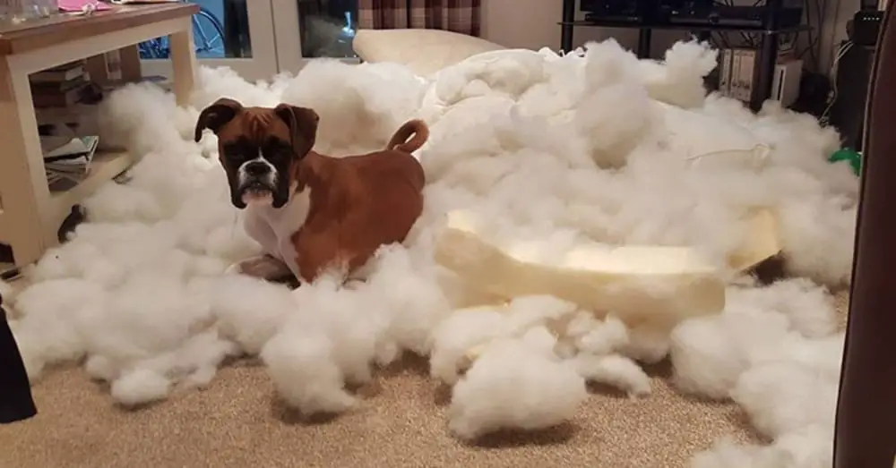 boxer destroying house
