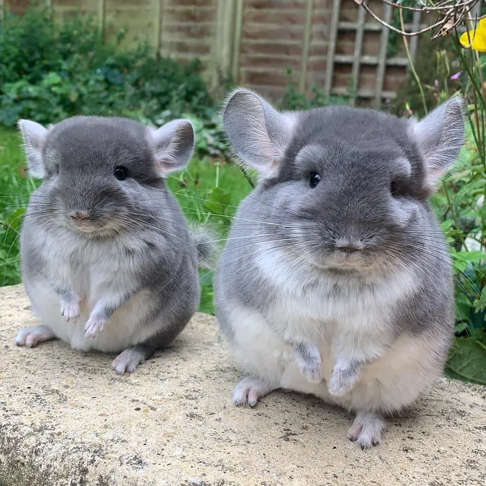 chinchilla 