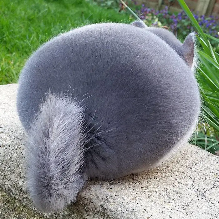 chinchilla bottom 