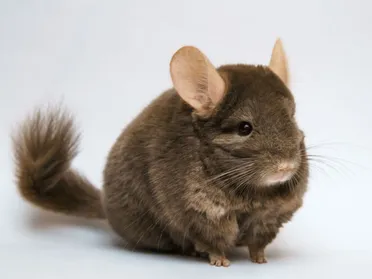 chinchilla 