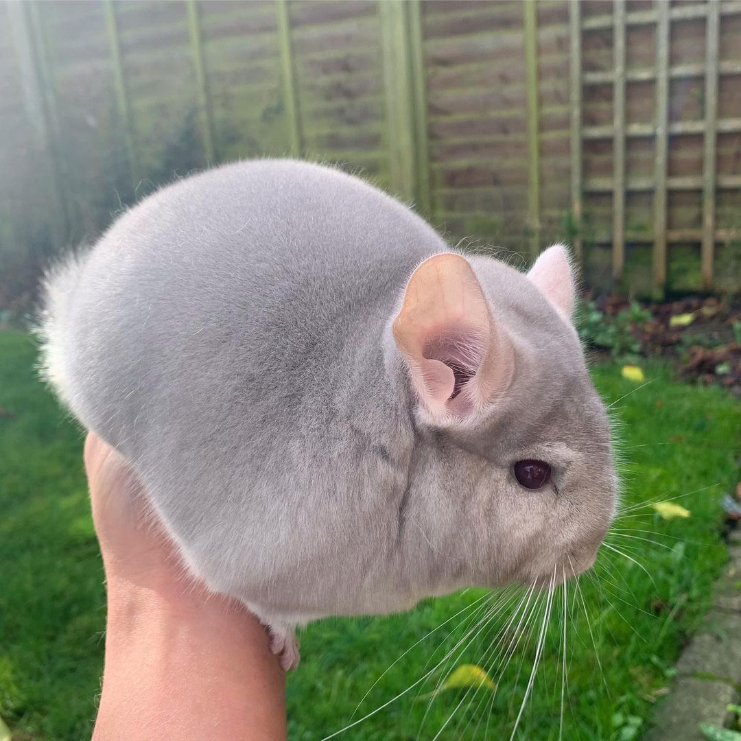 chinchilla 