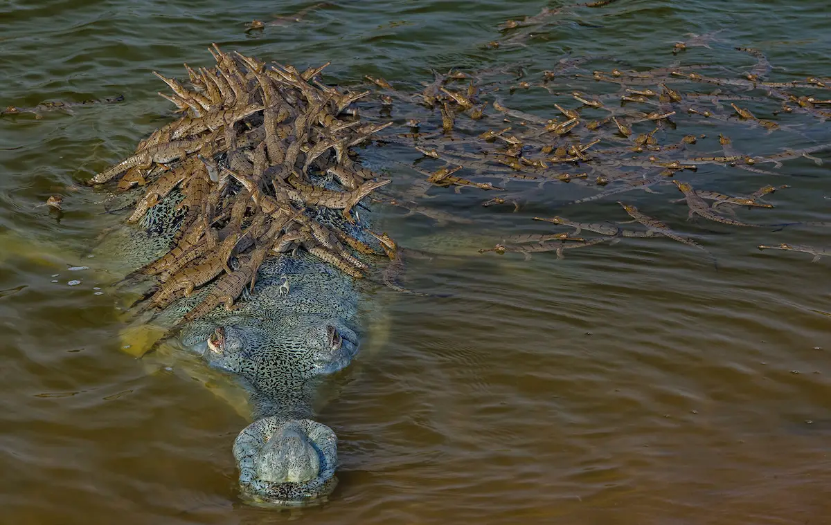 crocodile baby photos