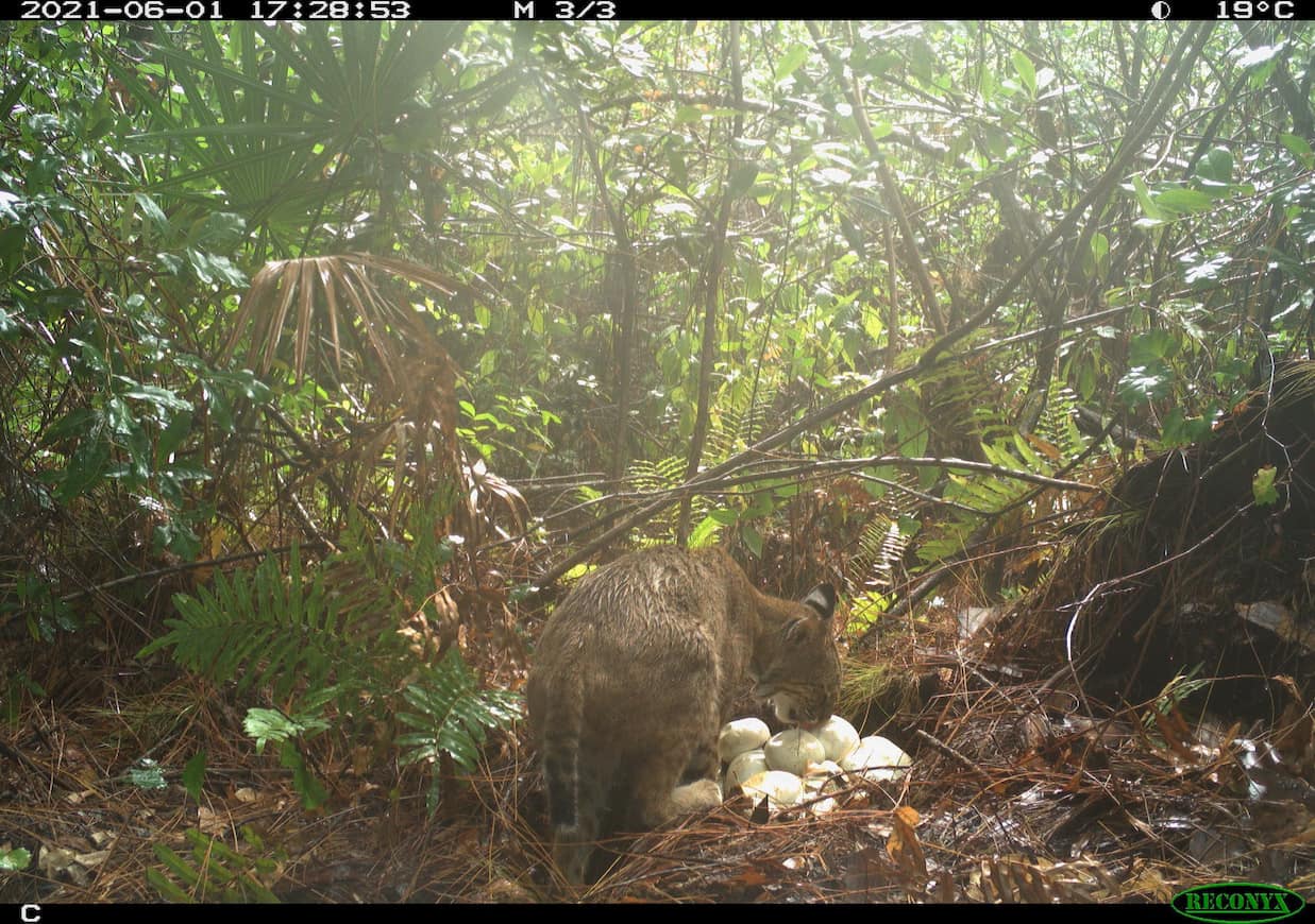 bobcat python eggs