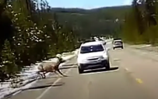 elk wolf video