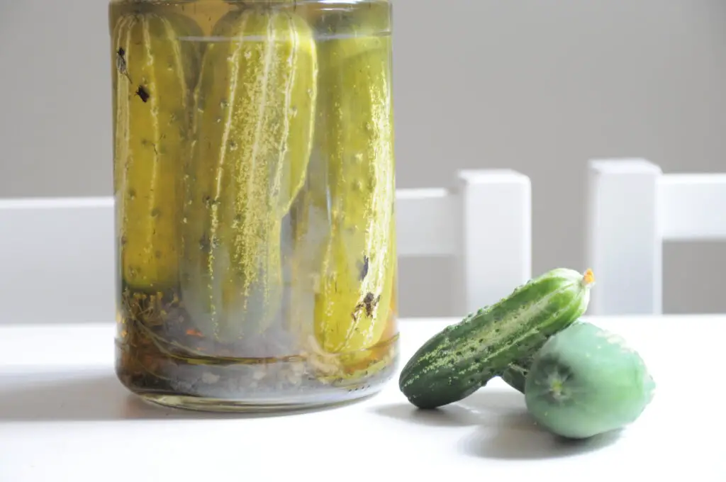 fermented garden