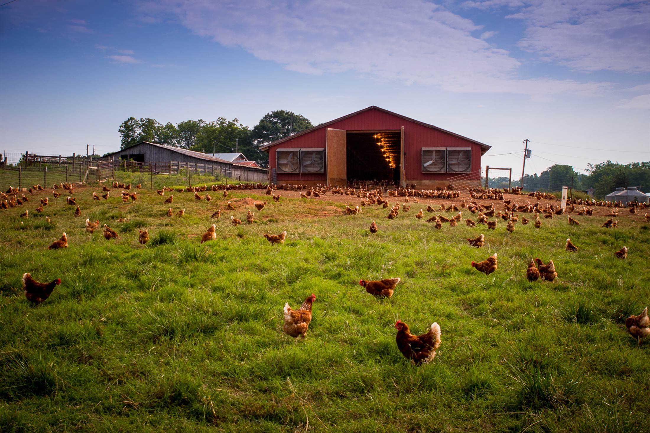 pasture raised chicken eggs