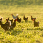 pasture raised chicken eggs
