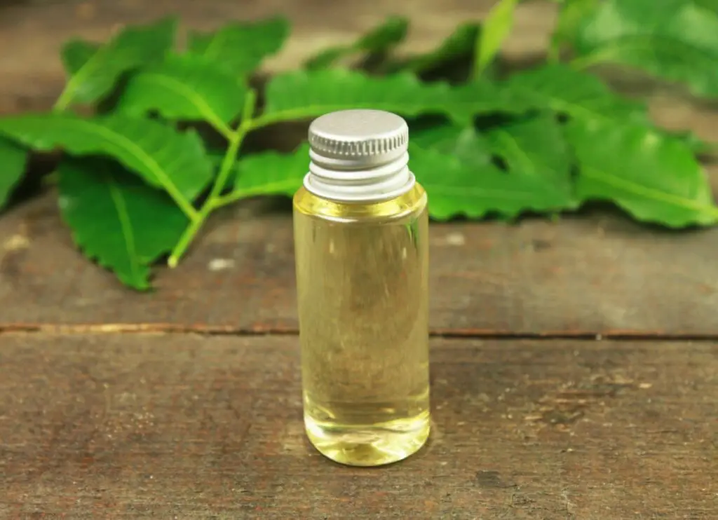 neem oil heal sickness disease