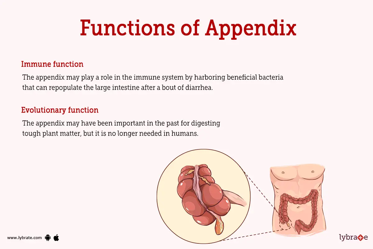 appendix