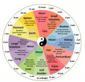 Chinese body clock - Green Living Tribe