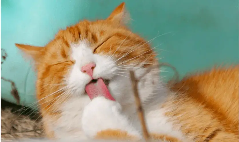 tofu cat litter