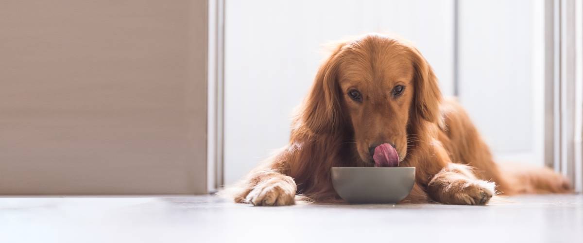 probiotics for your dog