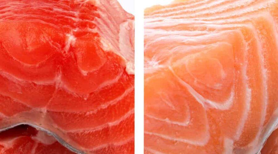 farm-raised salmon