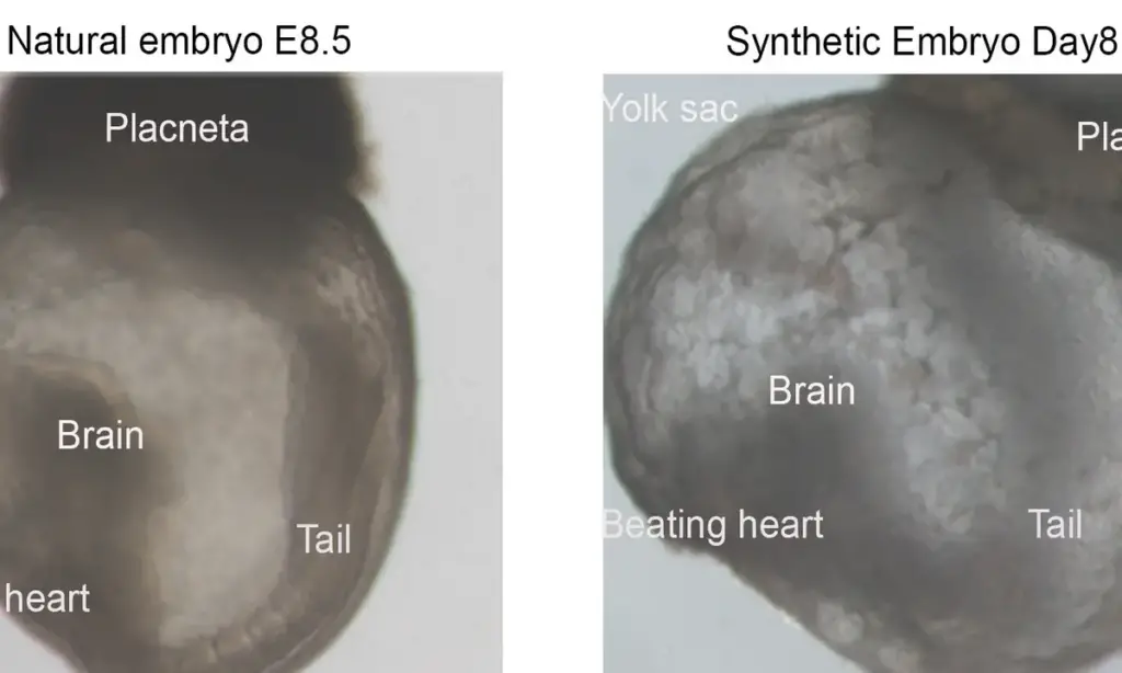 synthetic human embryo