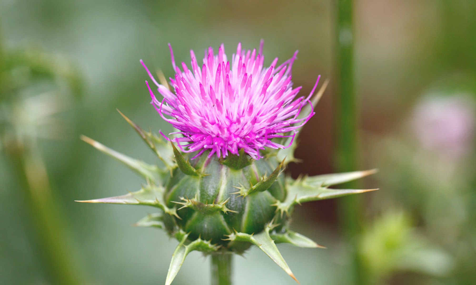 Remarkable Milk Thistle Fights And Prevents Inflammation, Diabetes, OCD
