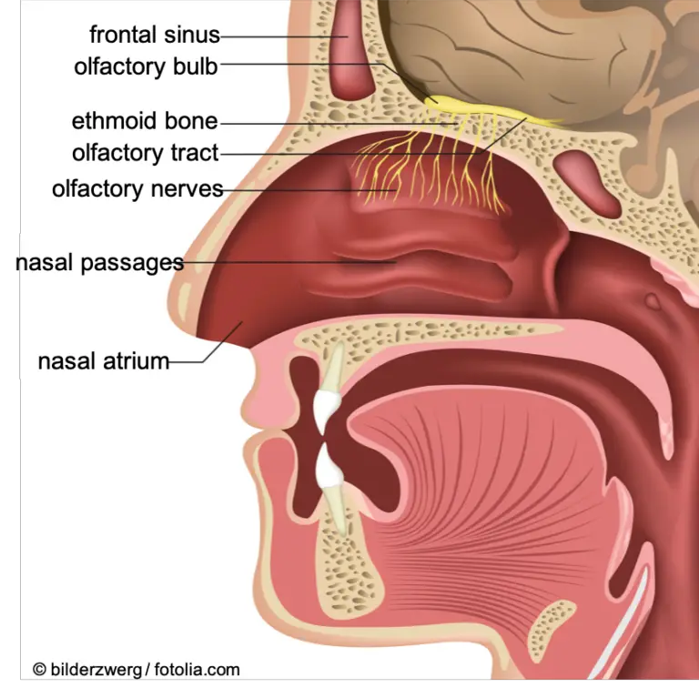 Here's How to Eliminate Yucky Mucus and Phlegm From Your Throat and ...