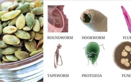 Intestinal Parasites and Tapeworms