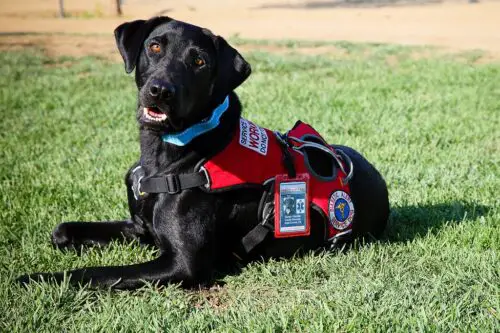 If A Service Dog In A Vest Approaches You Without It’s Owner, You Should Stop What You’re Doing And Follow These 5 Steps Immediately-