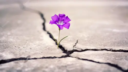 flowers growing through concrete