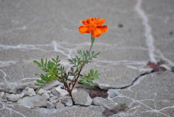 flowers growing through concrete