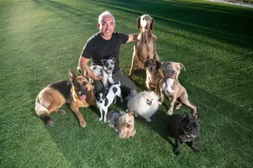 Cesar Milan Explains 8 Training Tips To Create a Responsive, Healthy and Well-Behaved Dog