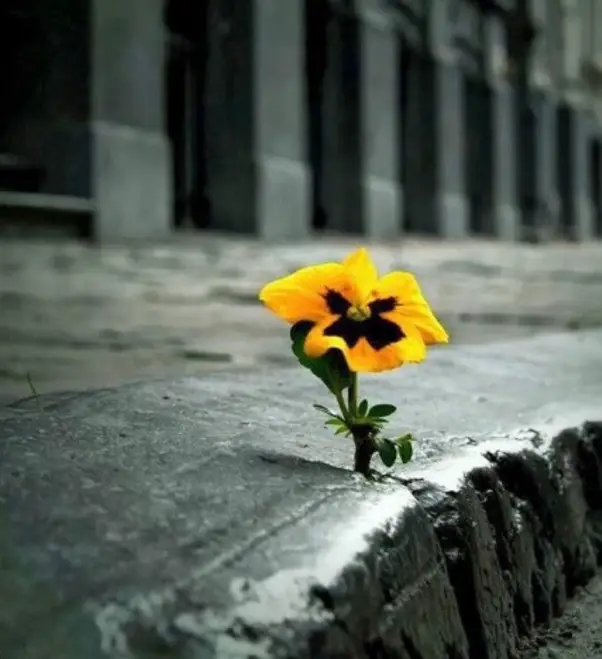 flowers growing through concrete