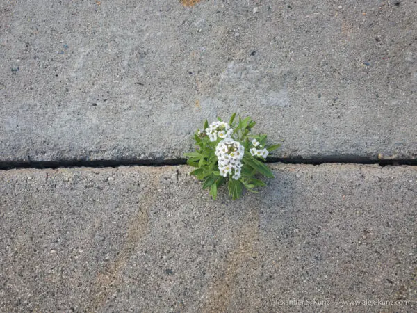 flowers growing through concrete