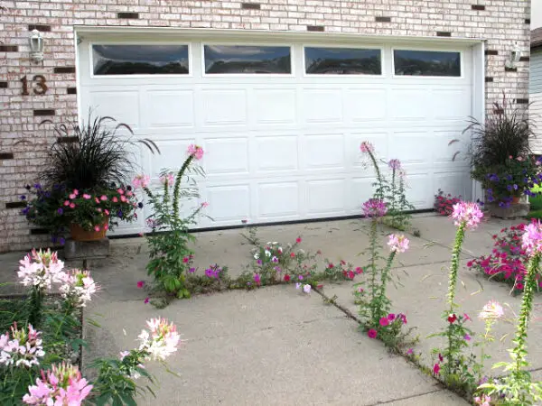 flowers growing through concrete