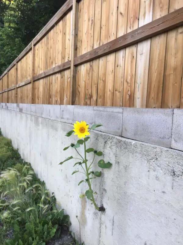 flowers growing through concrete