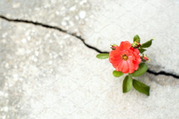 flowers growing through concrete