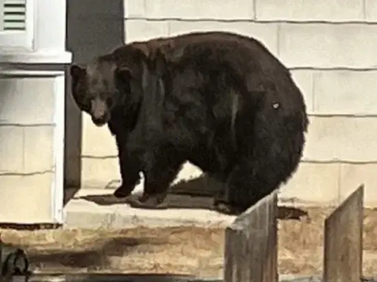 ‘Hank the Tank,’ The Bear Behind 21 Home Invasions, Has Been Captured Near Lake Tahoe