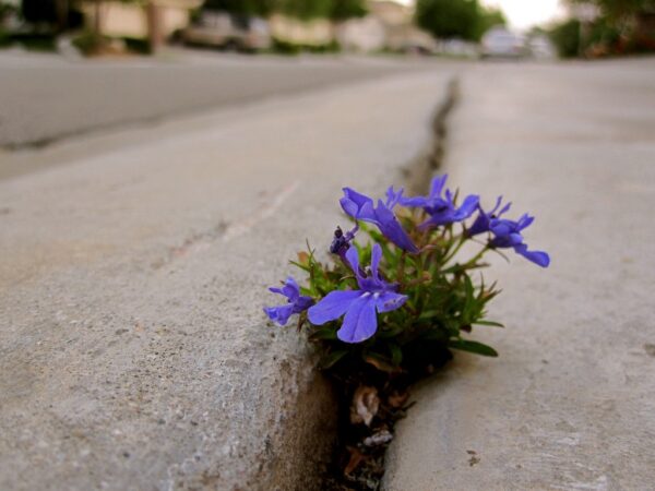 flowers growing through concrete