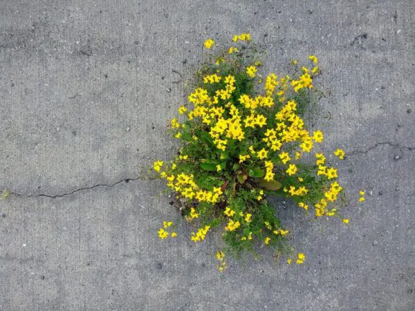 flowers growing through concrete