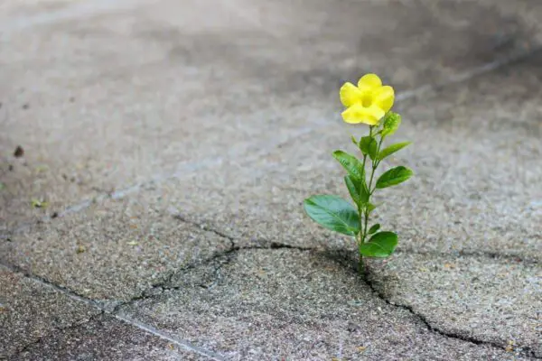 flowers growing through concrete