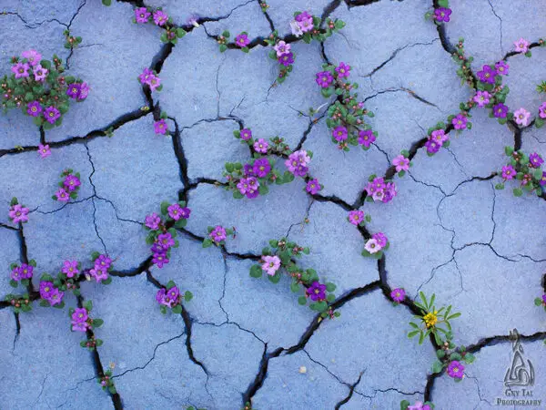 flowers growing through concrete