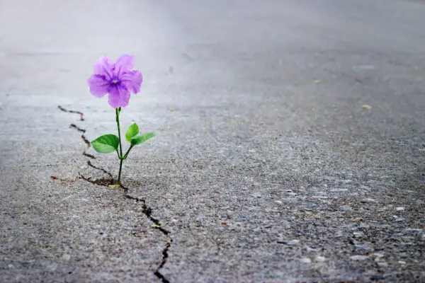 flowers growing through concrete