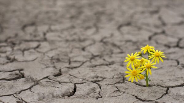 flowers growing through concrete