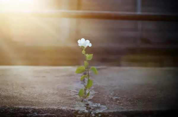 flowers growing through concrete