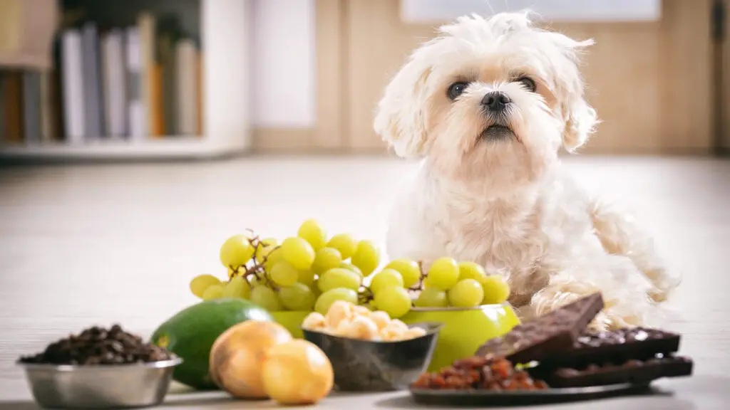 Top 10 Most Dangerous Human Foods for Dogs: A Guide for Responsible Pet Owners