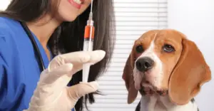 Shocking New Law: These 16 States Let Pets Skip the Rabies Vaccine