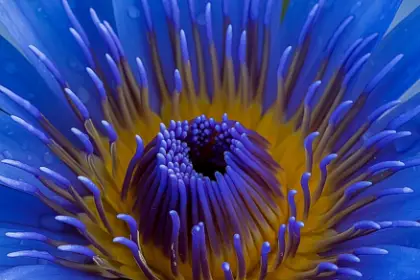 Blue Lotus Flower Benefits