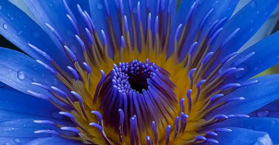 Blue Lotus Flower Benefits