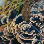 Turkey Tail Mushroom Benefits