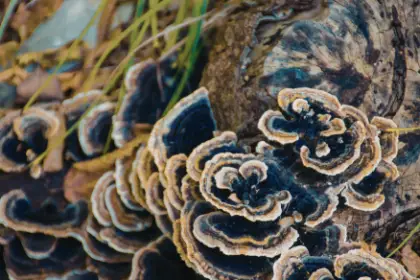 Turkey Tail Mushroom Benefits