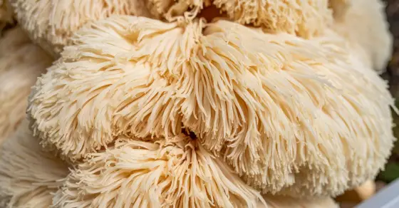 Lion’s Mane Mushroom Benefits