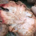 Poria Mushroom Benefits