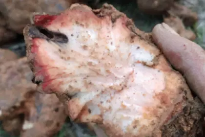 Poria Mushroom Benefits